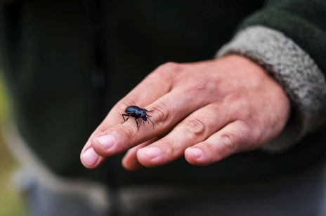 Ein schwarzer Käfer auf der Hand eines Mannes