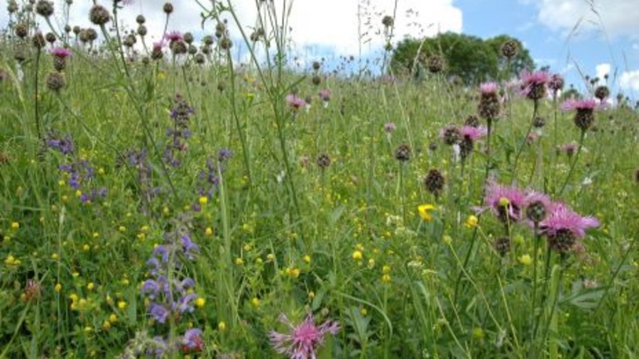  Species-rich grassland with flowering plants. Mouse click leads to enlarged view. 