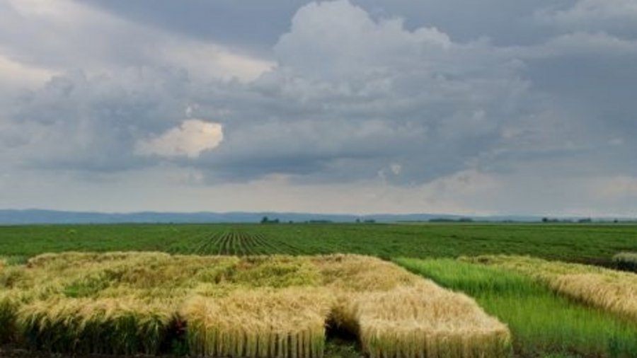 Ein Feld mit unterschiedlichen Getreidesorten. Mausklick führt zur vergrößerten Ansicht.