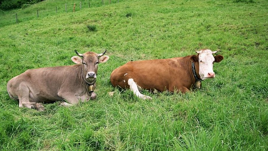 Zwei Kühe liegen auf einer Weide