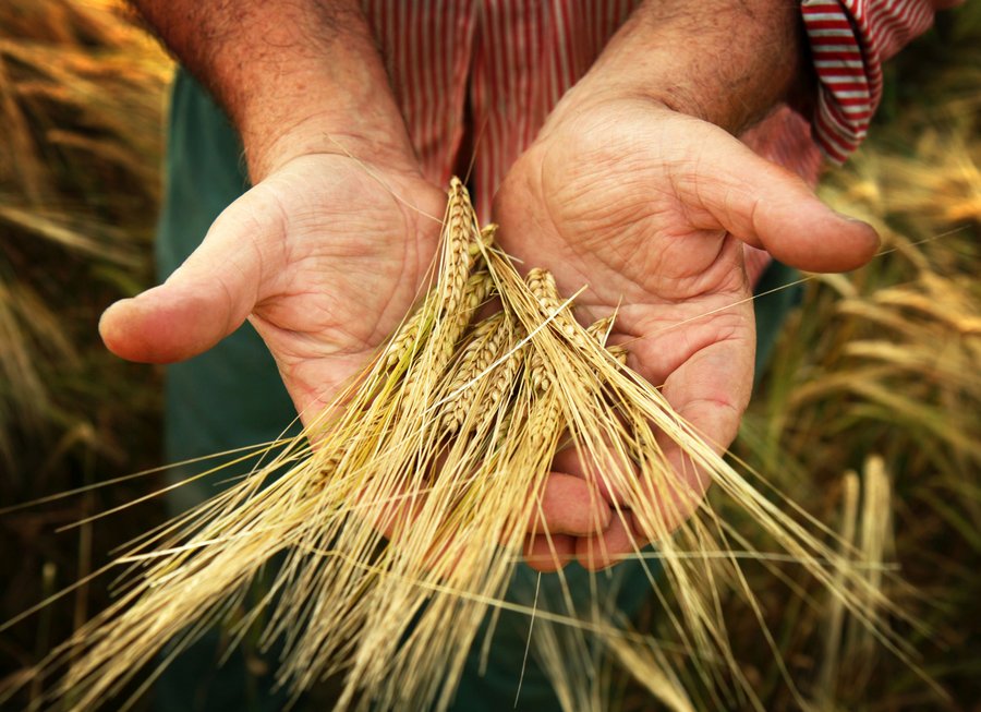 Barley