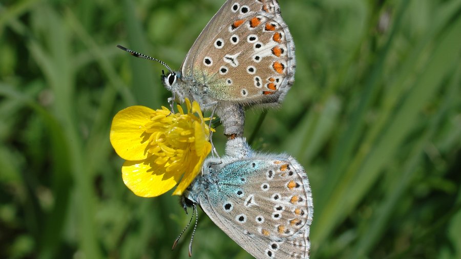 Zwei Schmetterlinge (Hauhechelbläulinge) sitzen auf einer gelben Blüte im Grünland.