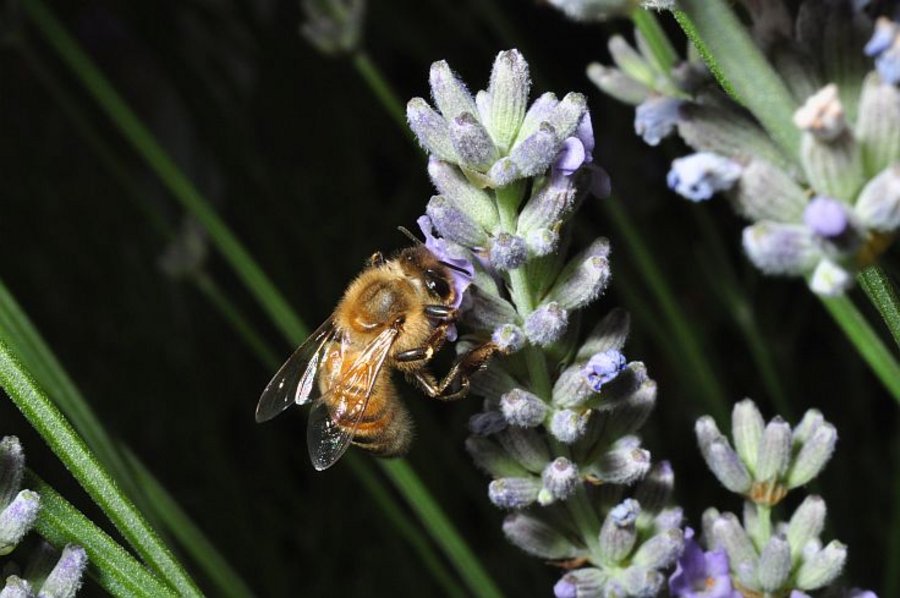 Honigbiene an Lavendel