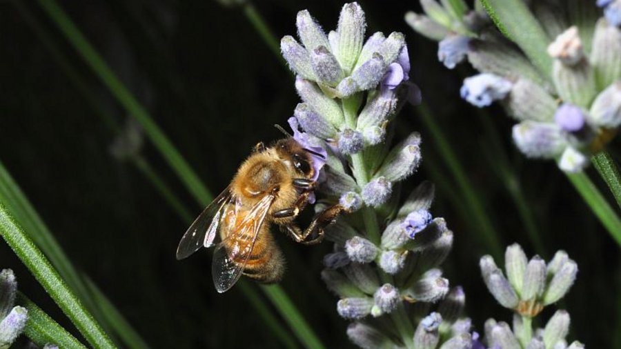 Honigbiene an Lavendel