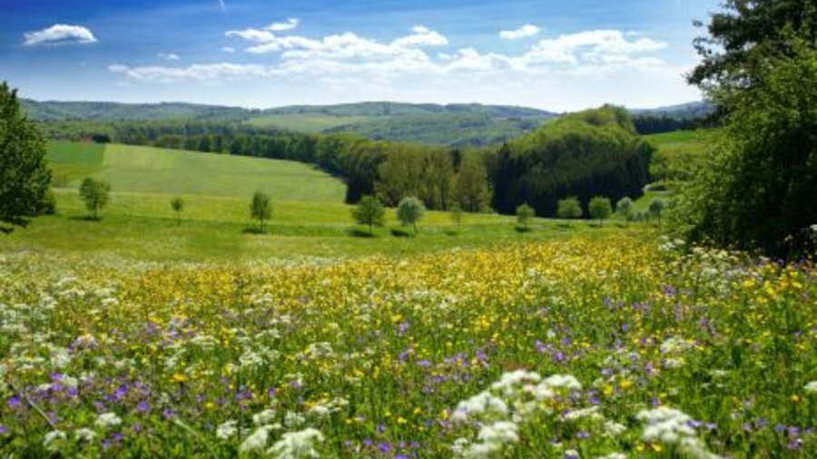 A colorful blooming meadow on the Swabian Alb. Mouse click for enlarged view. 
