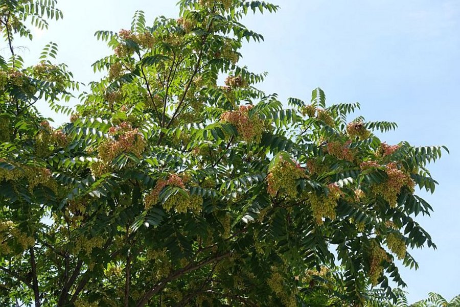 Branches of Ailanthus altissima with pinkish seeds against blue sky in August