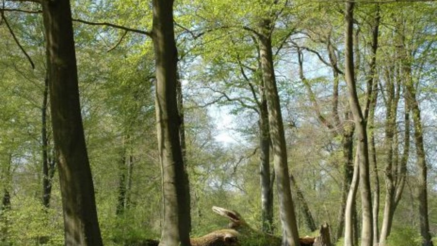 View into a beech forest. Mouse click leads to enlarged view