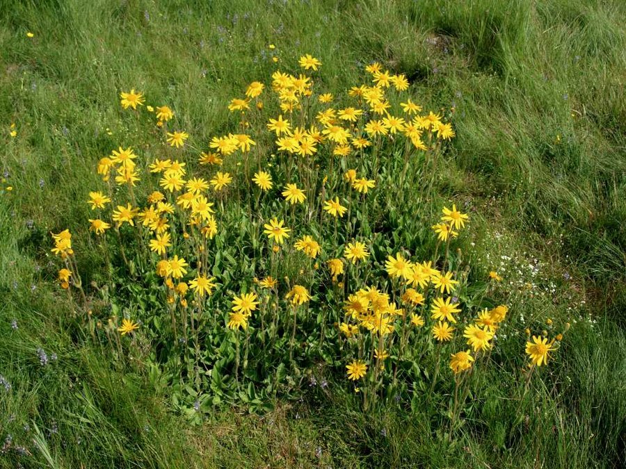 Yellow mountain arnica flowers on grassland.
