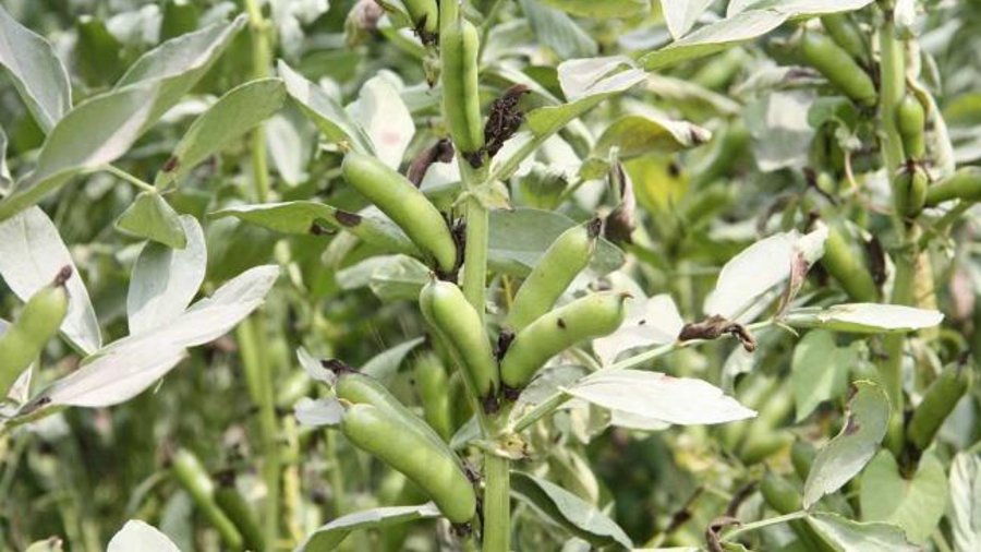 legume plants