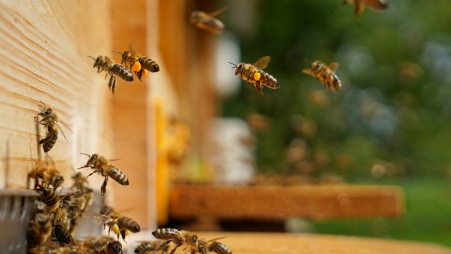 Bienen fliegen zum Eingang des Honigbienenstocks. Mausklick führt zur vergrößerten Ansicht des Bildes