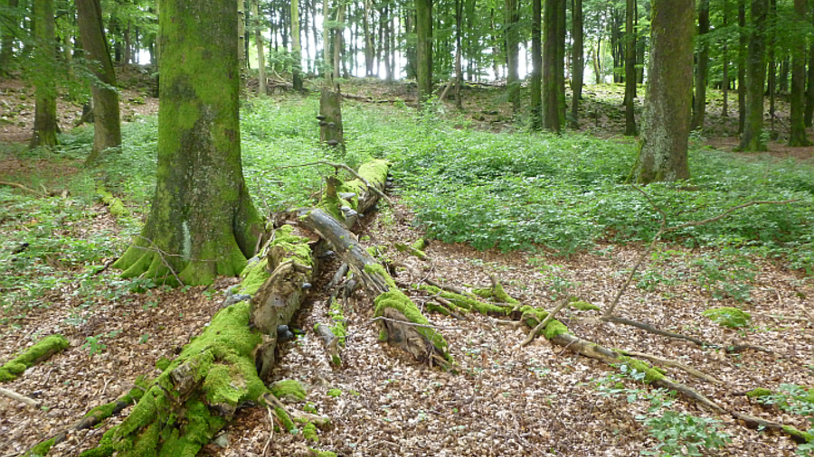 In einem Laubwald liegt mit Moos überzogenes Totholz. Mausklick führt zur vergrößerten Ansicht