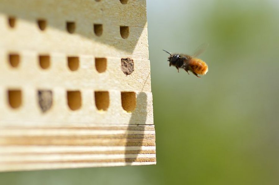 Das Weibchen einer Gehörnte Mauerbiene im Anflug auf eine Nisthilfe (Mausklick führt zur vergrößerten Ansicht)r