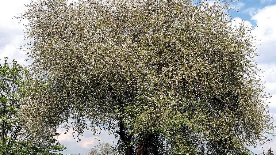 Wild-Apfelbaum in Blüte auf einer Wiese