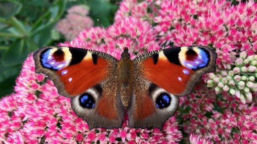 Ein schöner Schmetterling sitzt auf rosa Blüten (Mausklick führt zur vergrößerten Ansicht)