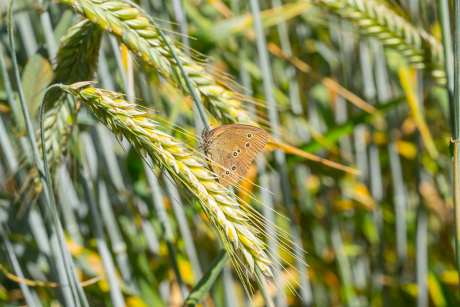 Schmetterling an Getreideähre (Mausklick vergrößert das Bild)