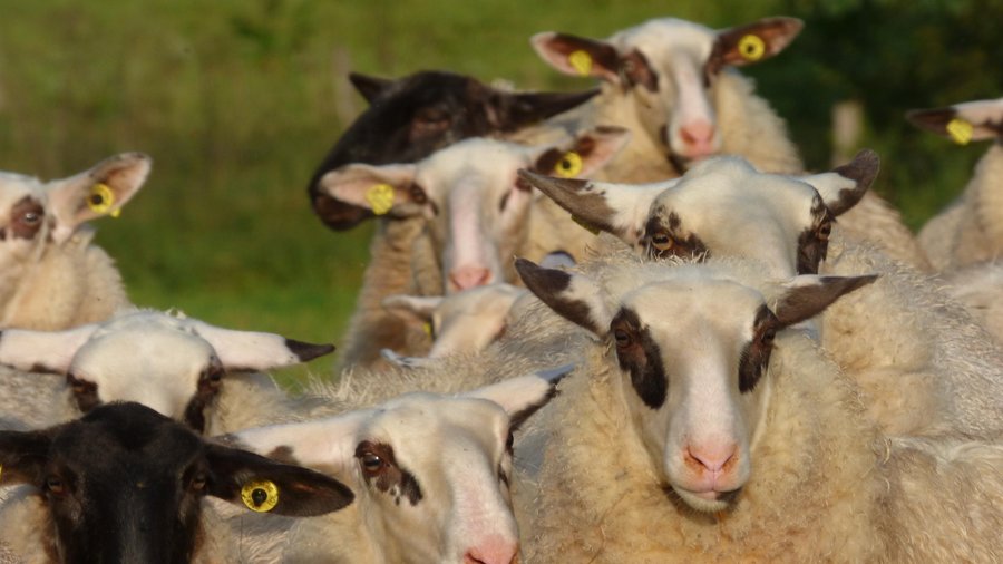 Schafe schauen in die Kamera. DIe weißen Schafe tragen eine schwarze Zeichnung um die Augen und an den Ohren.