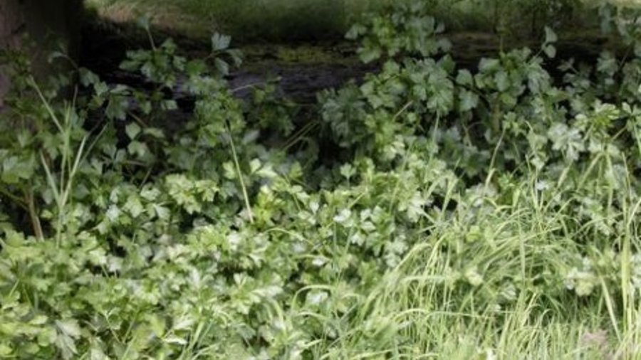 Wild celery plants in the wild. Mouse click leads to enlarged view. 