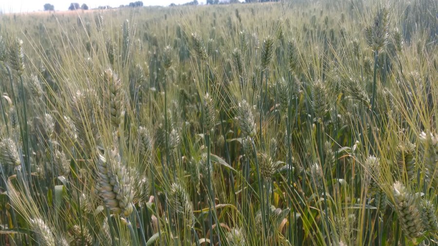 Weizenähren auf einem Feld