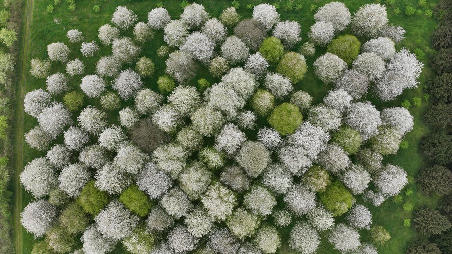 Das Bild zeigt blühende Vogelkirschen in einer Samenplantage aus der Vogelperspektive.