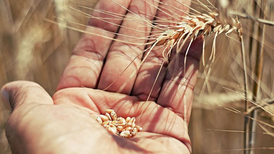 Wheat grains in one hand