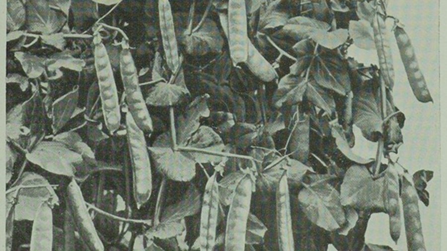 Schwarz-weiß Foto einer buschigen Zuckererbsen-Pflanze mit vielen Hülsen.