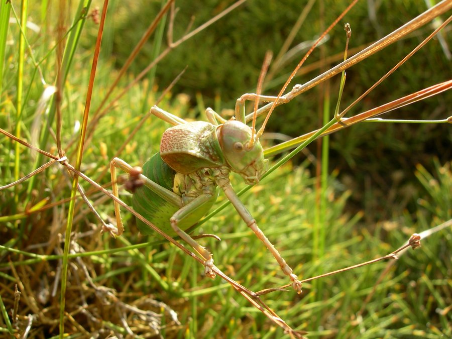 Grasshopper on blades of grass
